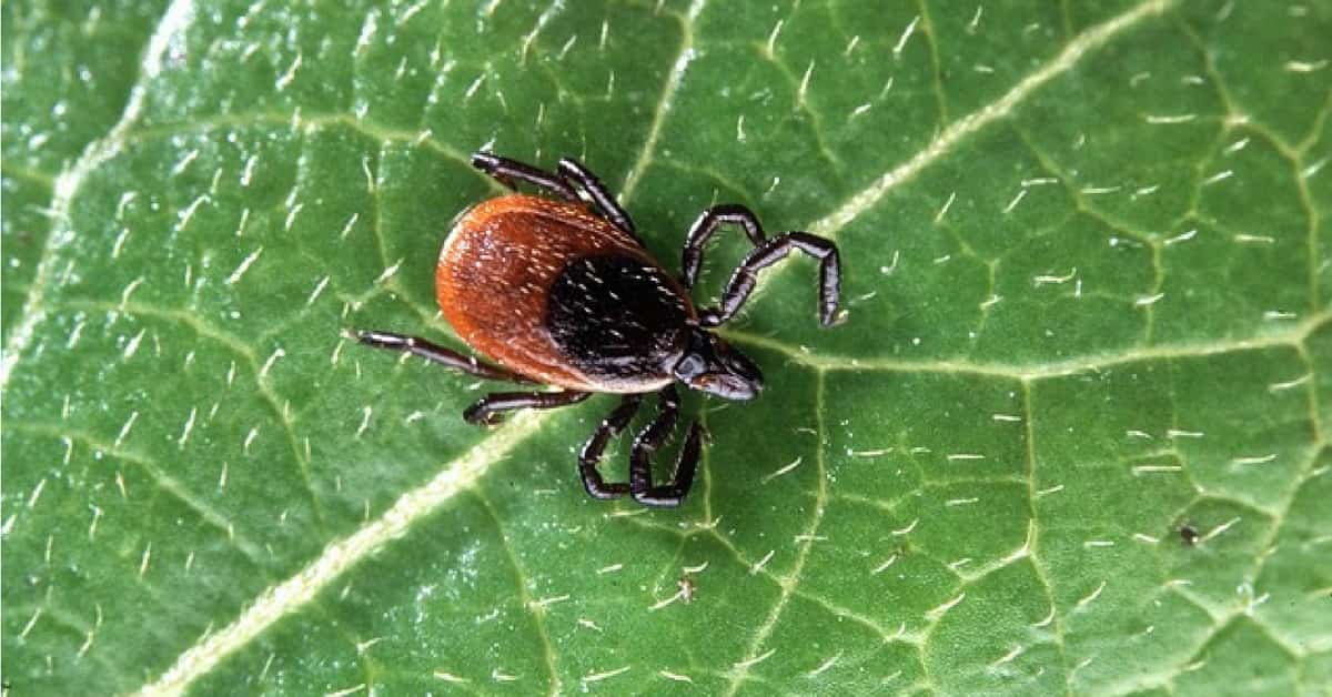 zoomed up photo of tick on green leaf