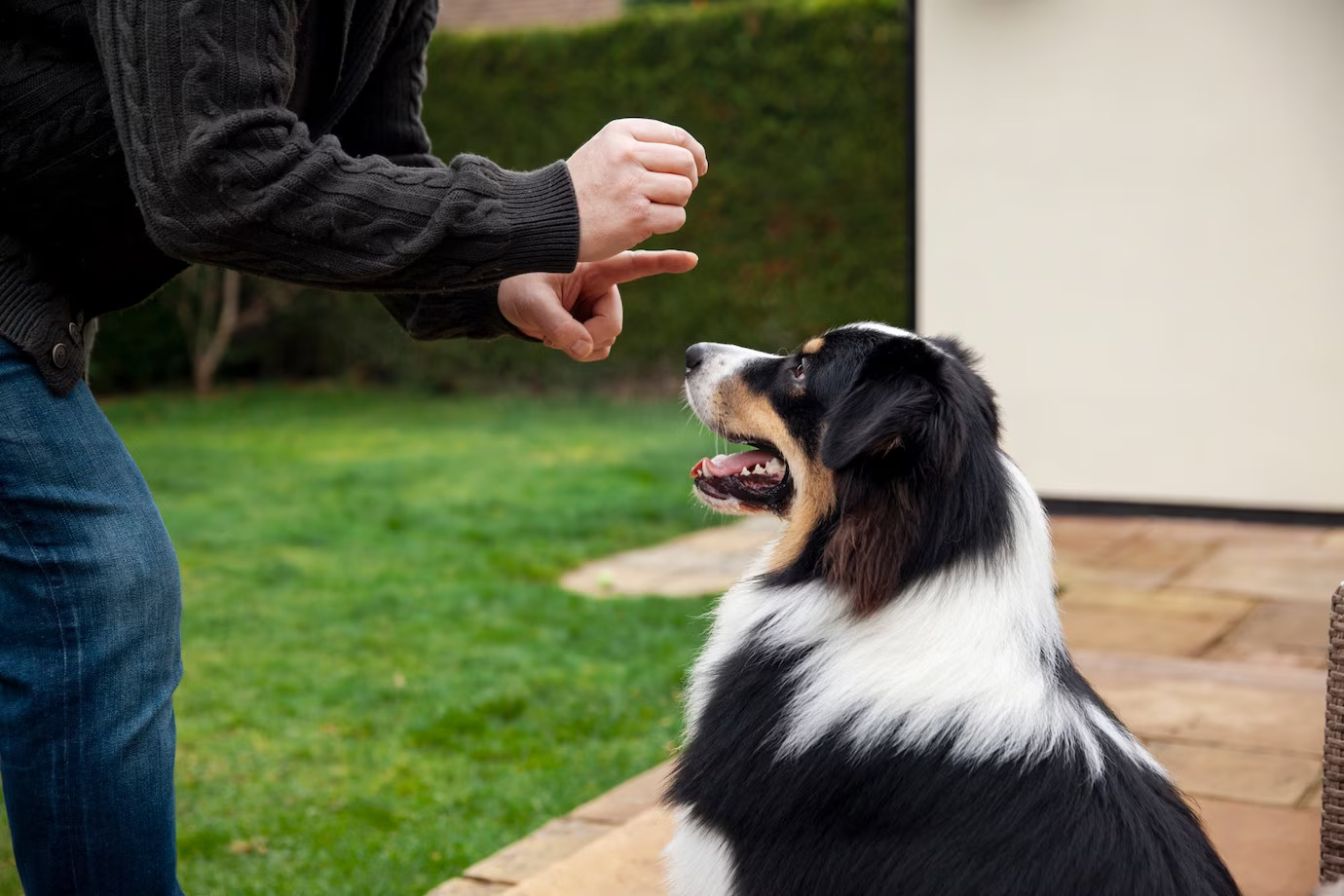 How to Prevent Dog Bites