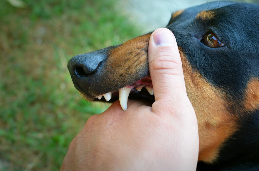 Dealing with Dog Bites: When To Seek Urgent Care in Bridgeport, CT