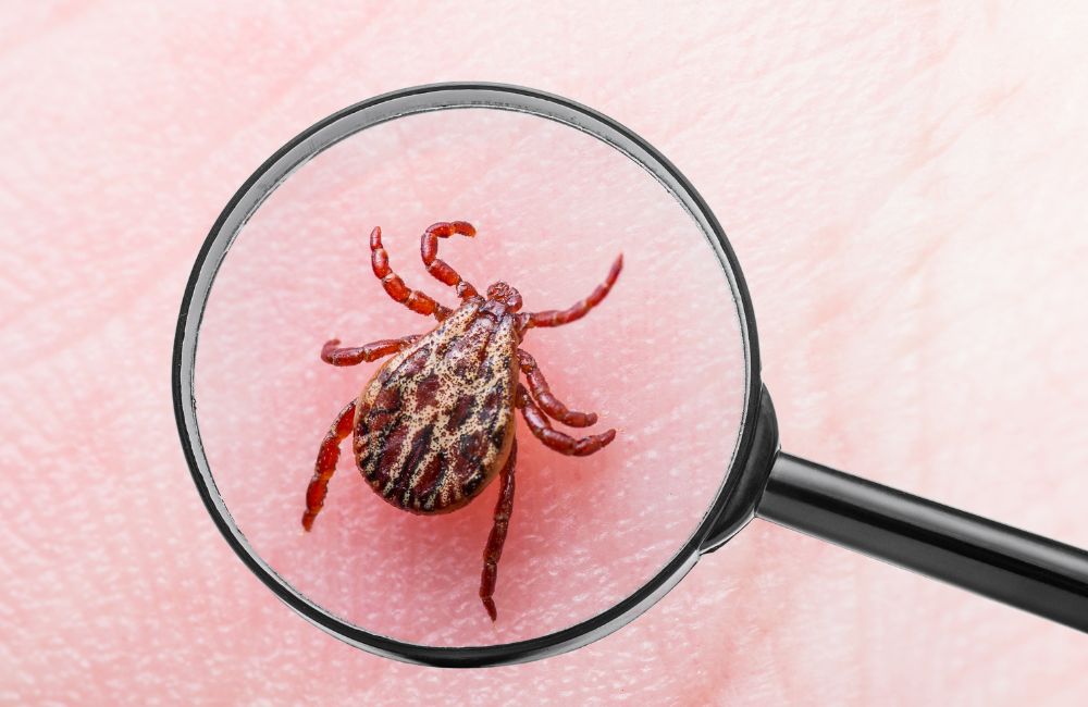 10 Essential Questions to Ask Your Primary Care Doctor in Fairfield, CT, About Lyme Disease Treatment
