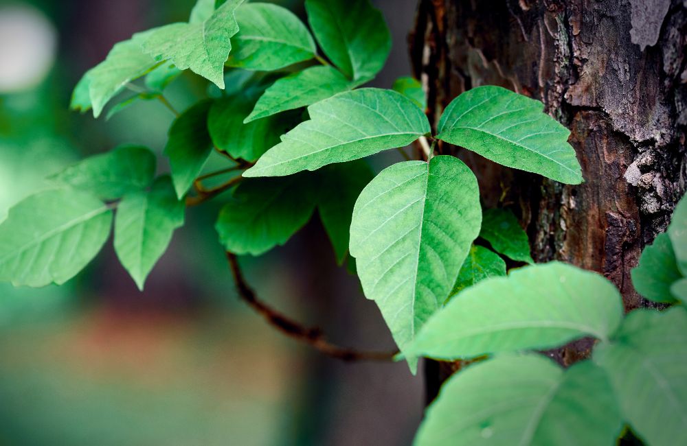 Treat Poison Ivy Rashes with DOCS Urgent Care & Primary Care Fairfield, CT!
