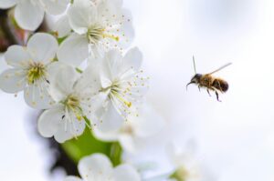 Bee Stings